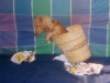Basket_Puppy_by_Lathana.jpg