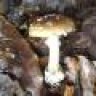 Amanita