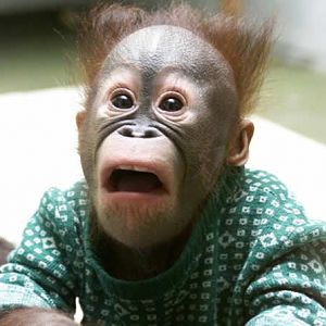 orangutan_2_