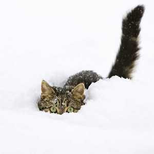 Darkravenpanther of the Nightstalker Clan of Deathmarsh Swamp