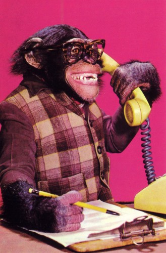 business-chimp_2_