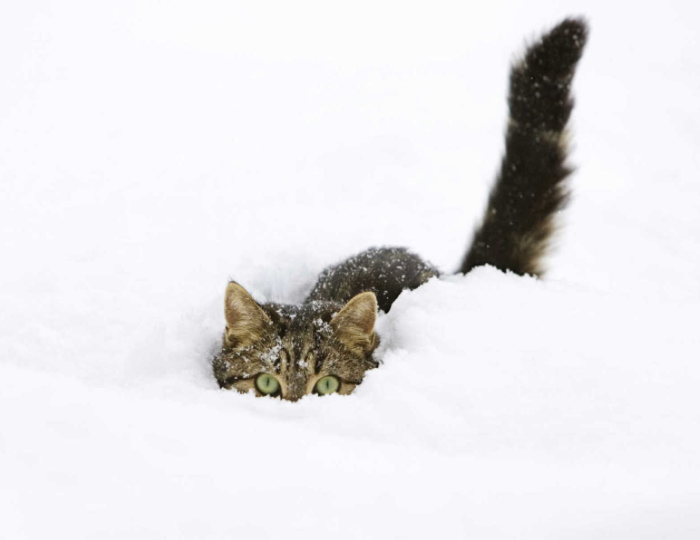 Darkravenpanther of the Nightstalker Clan of Deathmarsh Swamp