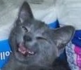 Laughing_Cat2