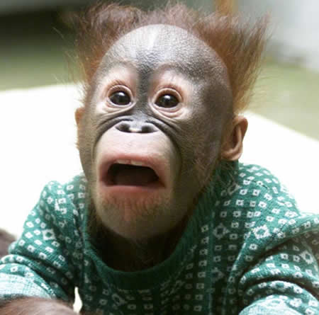orangutan_2_